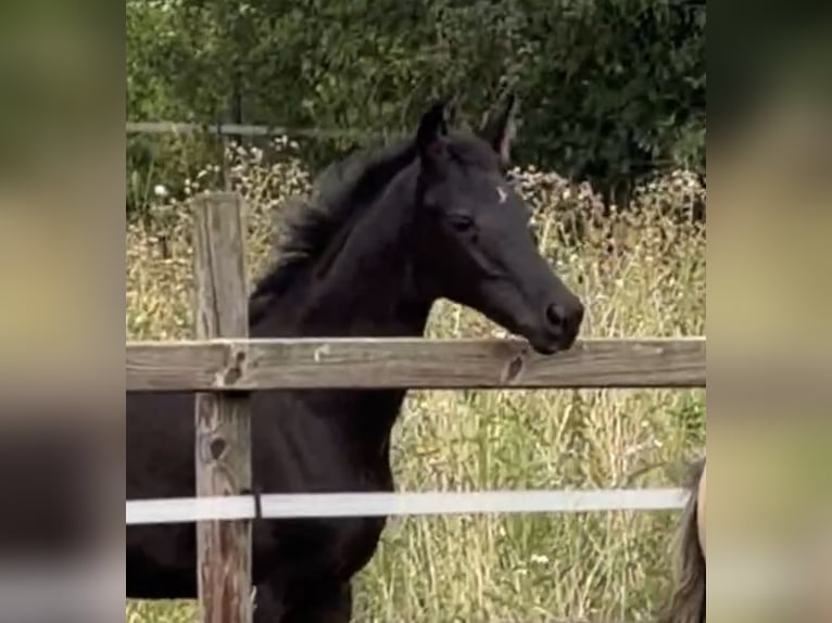 Hannoveraner Hengst Fohlen (05/2026) 170 cm Rappe in Achim