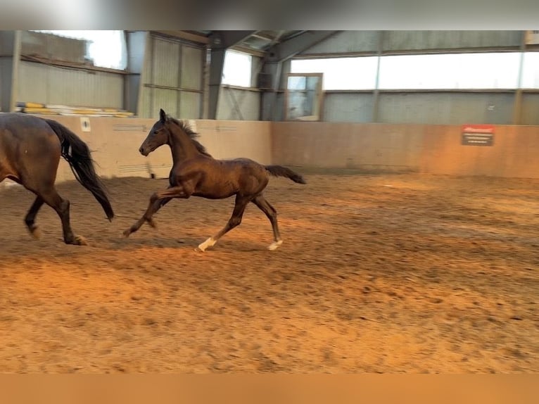 Hannoveraner Hengst Fohlen (05/2026) 170 cm Rappe in Achim
