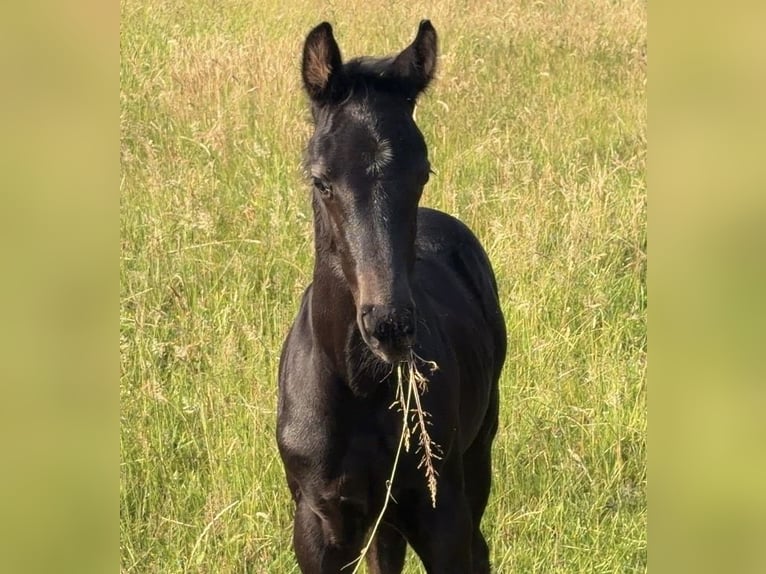 Hannoveraner Hengst Fohlen (05/2026) 170 cm Rappe in Achim
