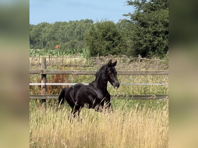 Hannoveraner Hengst Fohlen (05/2026) 170 cm Rappe in Achim