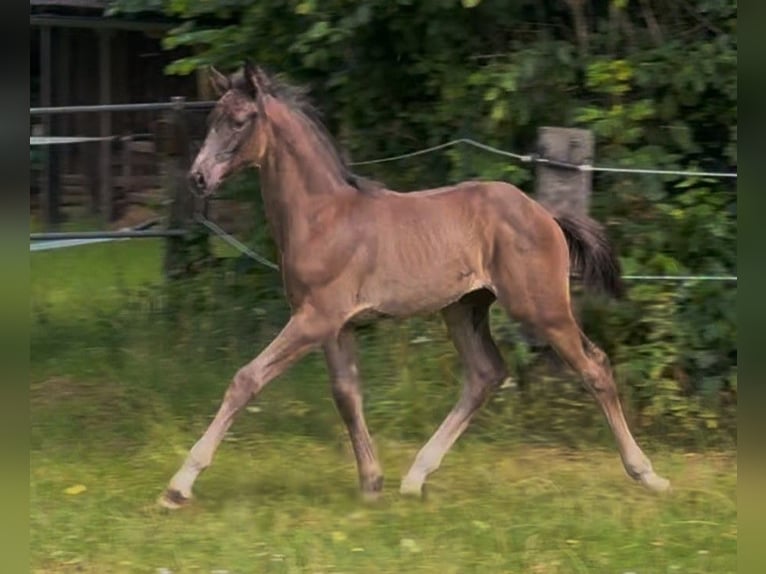Hannoveraner Hengst Fohlen (05/2025) 170 cm Rappe in Rosengarten