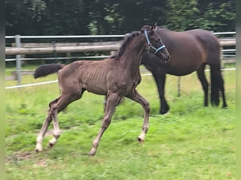 Hannoveraner Hengst Fohlen (05/2025) 170 cm Rappe in Rosengarten