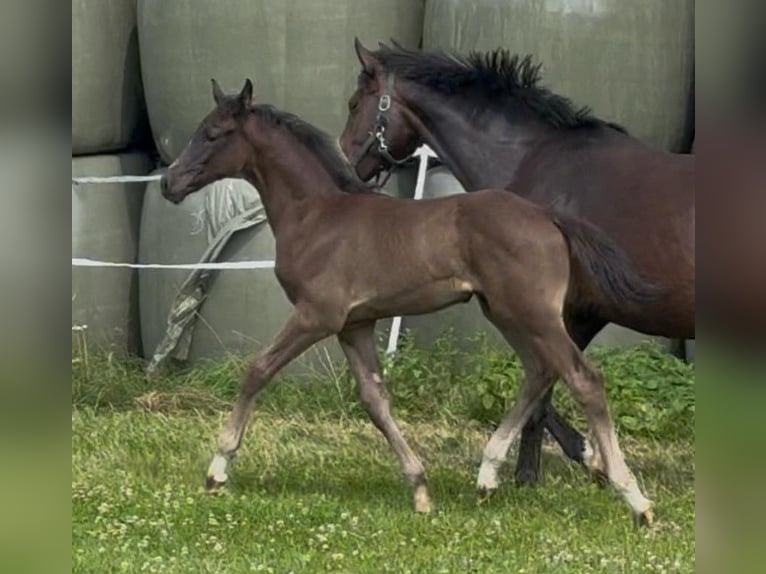 Hannoveraner Hengst Fohlen (05/2025) 170 cm Rappe in Rosengarten