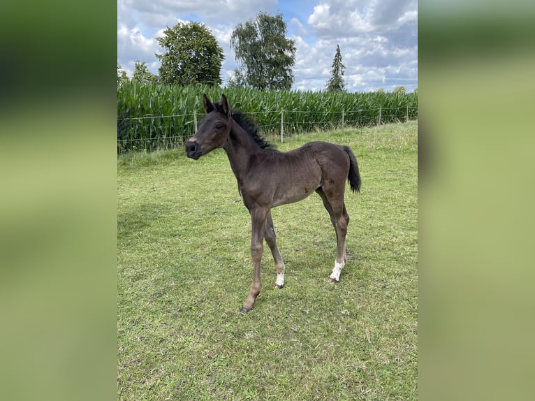 Hannoveraner Hengst Fohlen (05/2024) 170 cm Rappe in Marl