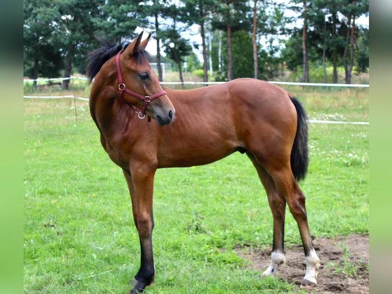 Hannoveraner Hengst Fohlen (03/2025) 170 cm Rotbrauner in Miasteczko &#x15A;l&#x105;skie