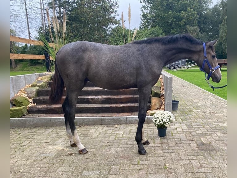 Hannoveraner Hengst Fohlen (07/2023) 170 cm Schimmel in Gersten