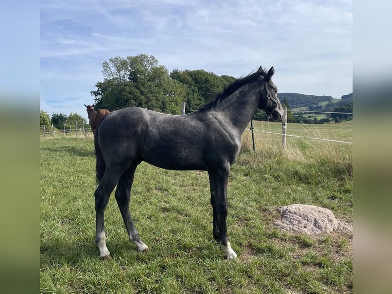 Hannoveraner Hengst Fohlen (04/2025) 170 cm Schimmel in Lautertal