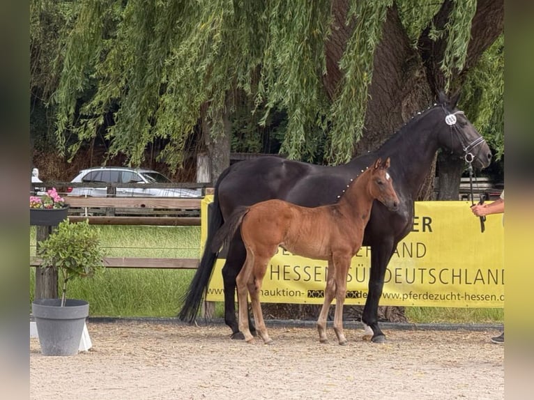 Hannoveraner Hengst Fohlen (04/2026) 170 cm Schwarzbrauner in Neuenstein