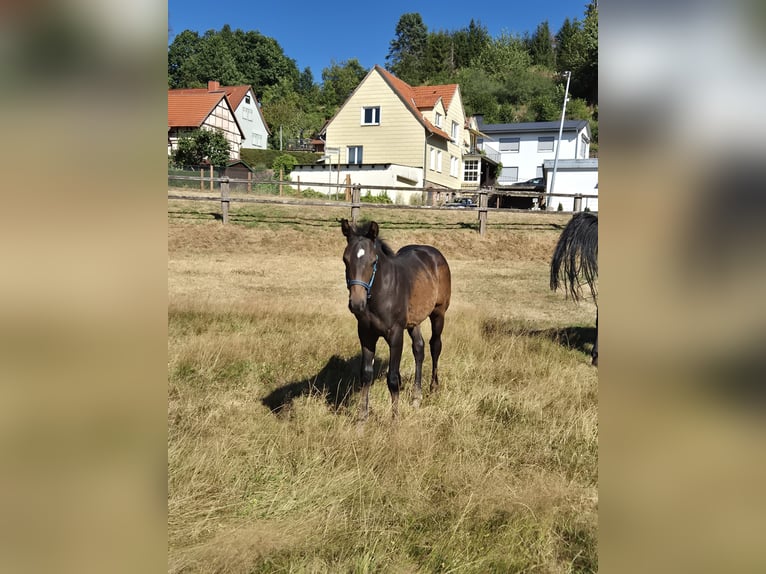 Hannoveraner Hengst Fohlen (04/2026) 170 cm Schwarzbrauner in Neuenstein
