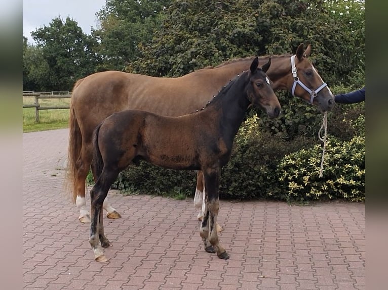 Hannoveraner Hengst Fohlen (06/2026) 170 cm Schwarzbrauner in Aurich