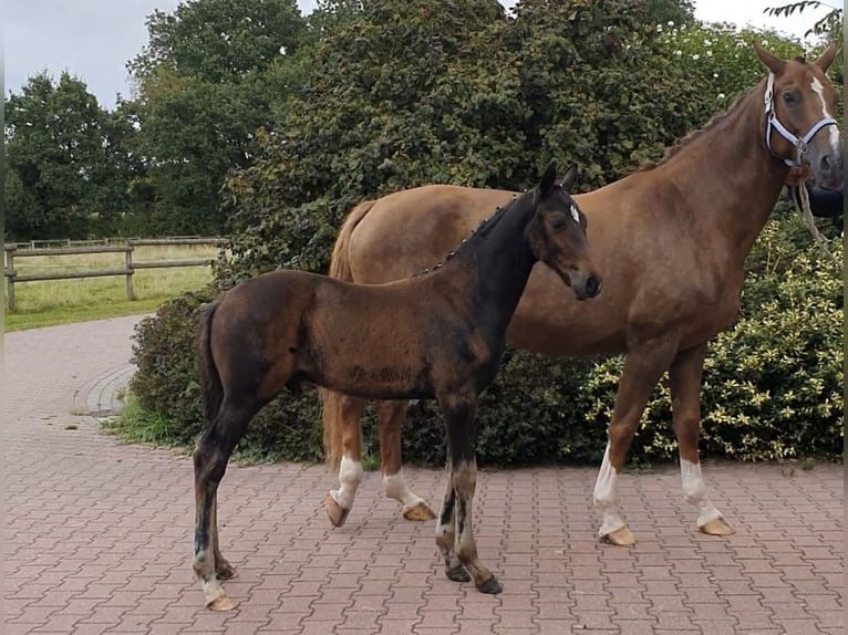 Hannoveraner Hengst Fohlen (06/2026) 170 cm Schwarzbrauner in Aurich