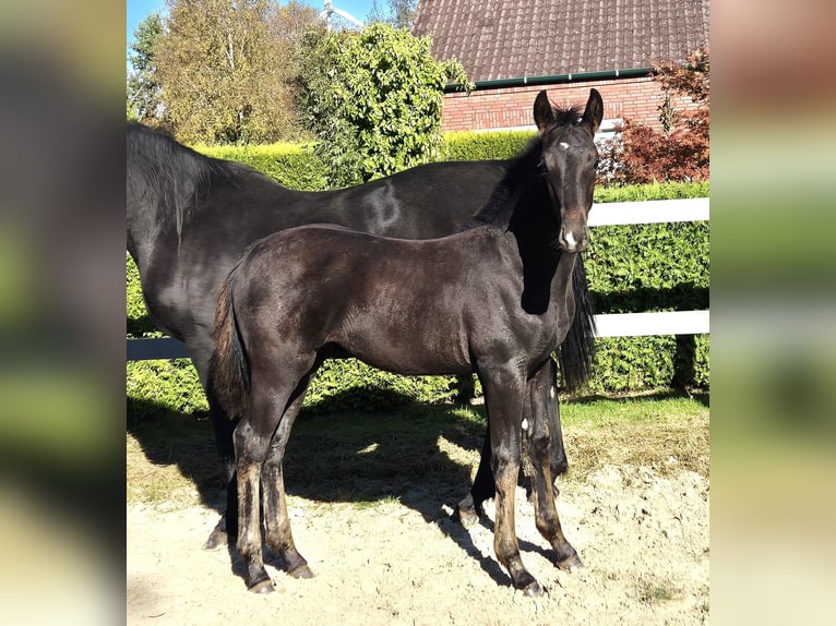 Hannoveraner Hengst Fohlen (05/2024) 170 cm Schwarzbrauner in Ochtersum