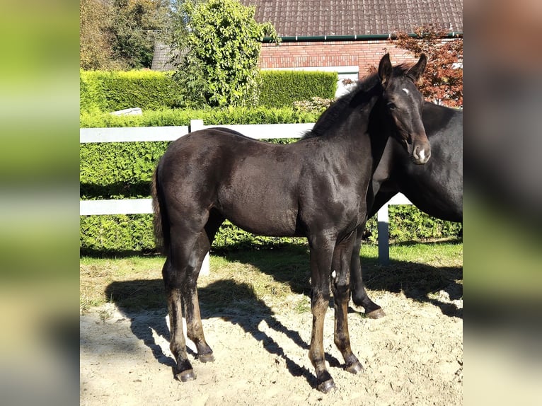 Hannoveraner Hengst Fohlen (05/2024) 170 cm Schwarzbrauner in Ochtersum