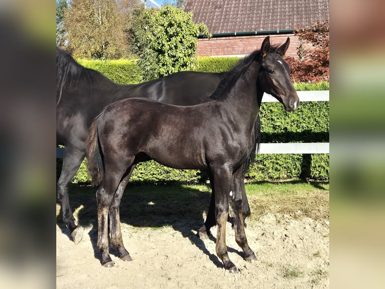 Hannoveraner Hengst Fohlen (05/2024) 170 cm Schwarzbrauner in Ochtersum