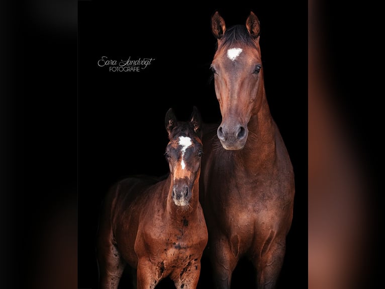 Hannoveraner Hengst Fohlen (05/2024) 170 cm Schwarzbrauner in Au in der Hallertau