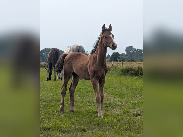 Hannoveraner Hengst Fohlen (06/2026) 170 cm Schwarzbrauner in Ihlienworth