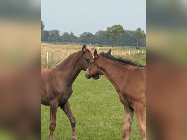 Hannoveraner Hengst Fohlen (06/2026) 170 cm Schwarzbrauner in Ihlienworth