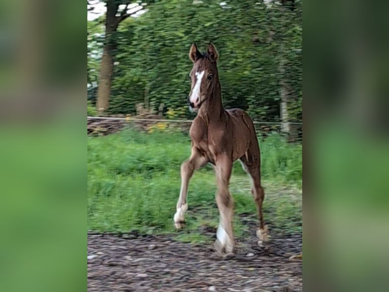 Hannoveraner Hengst Fohlen (06/2026) 170 cm Schwarzbrauner in Ihlienworth