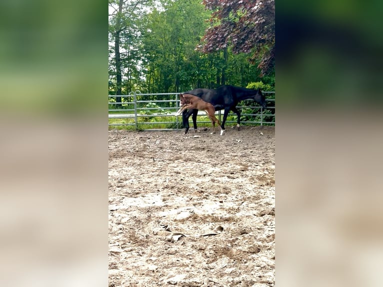Hannoveraner Hengst Fohlen (06/2026) 170 cm Schwarzbrauner in Ihlienworth