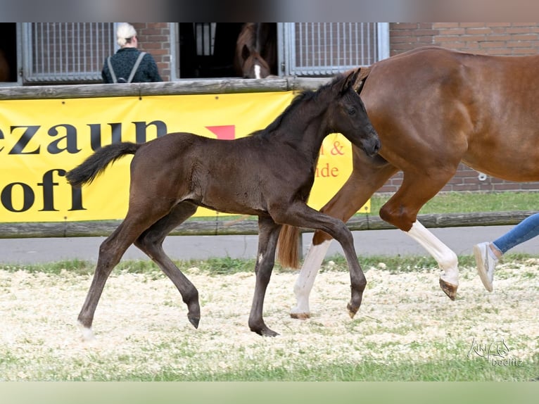 Hannoveraner Hengst Fohlen (04/2026) 171 cm Rappe in Syke