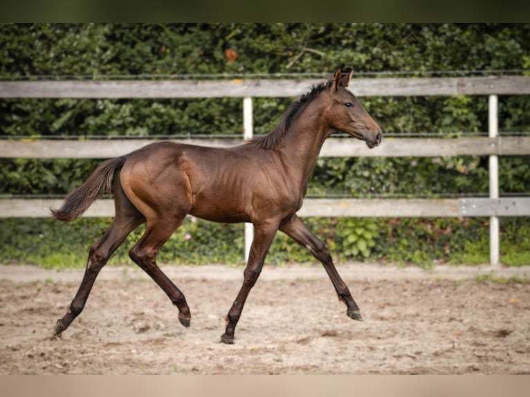 Hannoveraner Hengst Fohlen (04/2025) 172 cm in Nordhorn