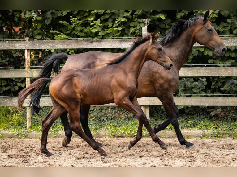 Hannoveraner Hengst Fohlen (04/2025) 172 cm in Nordhorn