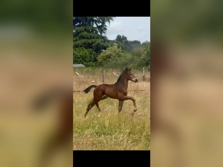 Hannoveraner Hengst  172 cm Dunkelbrauner in M&#xF6;nchengladbach