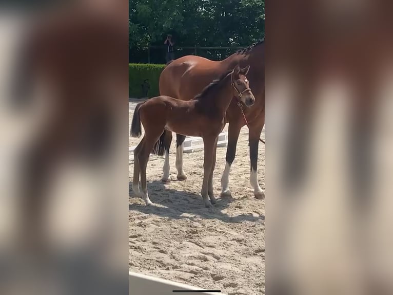 Hannoveraner Hengst  172 cm Dunkelbrauner in M&#xF6;nchengladbach
