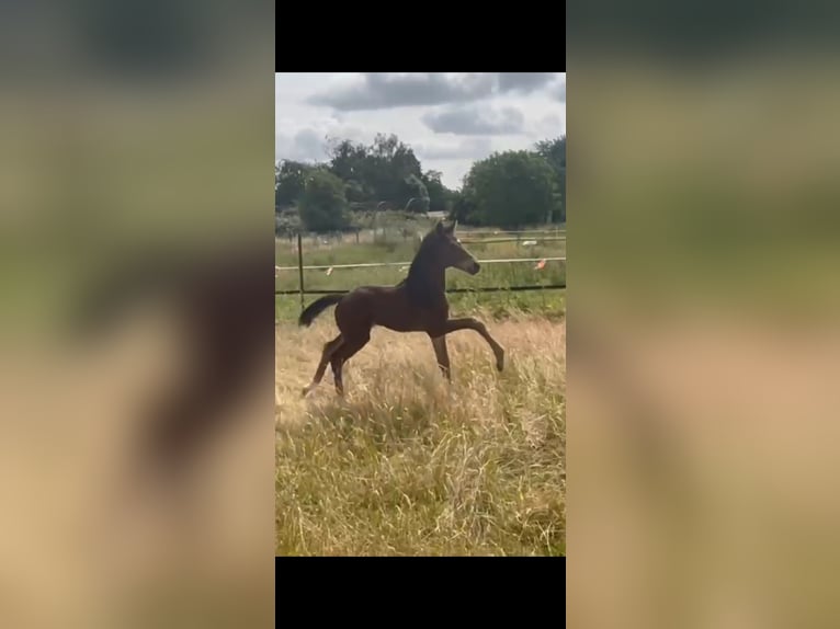 Hannoveraner Hengst  172 cm Dunkelbrauner in M&#xF6;nchengladbach