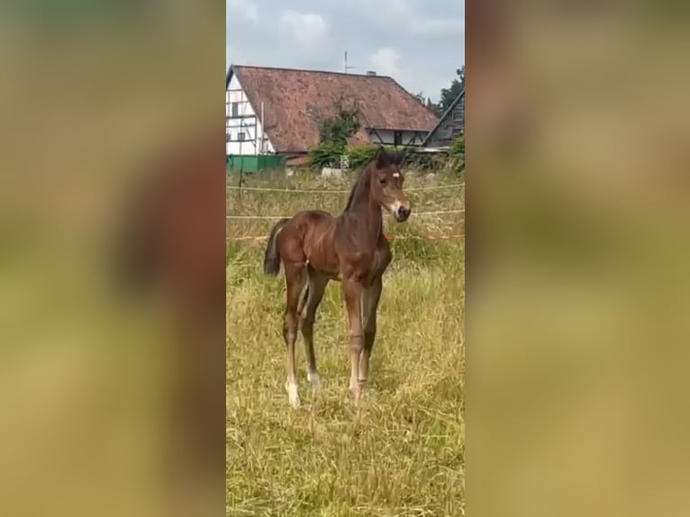 Hannoveraner Hengst  172 cm Dunkelbrauner in M&#xF6;nchengladbach