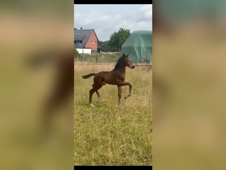 Hannoveraner Hengst  172 cm Dunkelbrauner in M&#xF6;nchengladbach