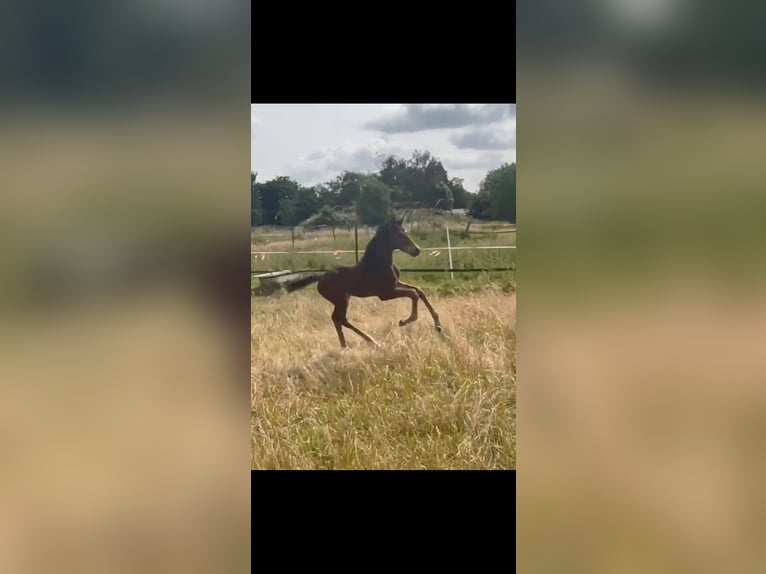 Hannoveraner Hengst  172 cm Dunkelbrauner in M&#xF6;nchengladbach