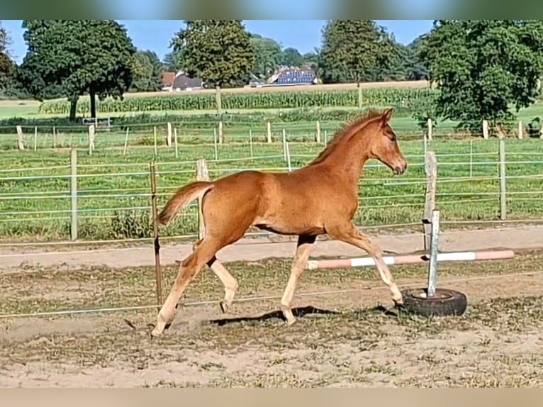 Hannoveraner Hengst Fohlen (05/2026) 172 cm Fuchs in Ahlerstedt