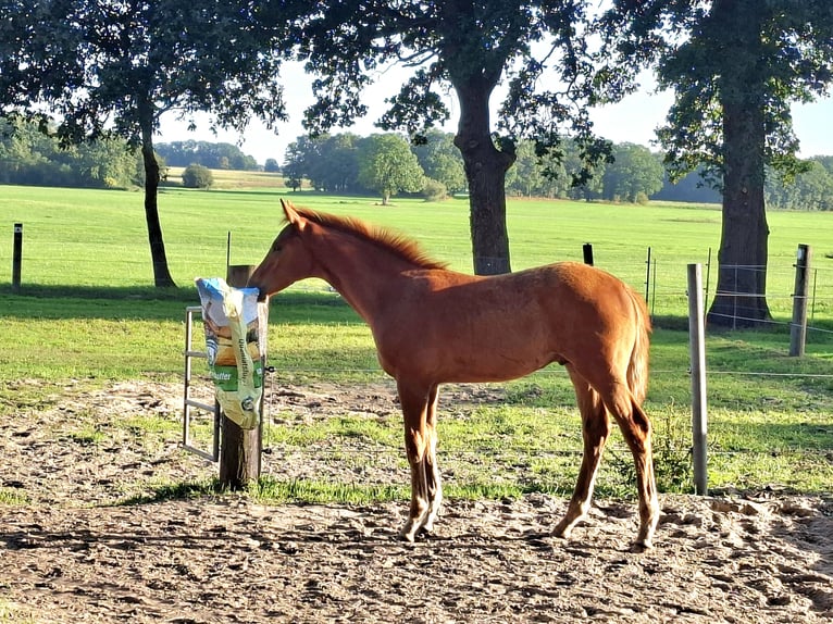 Hannoveraner Hengst Fohlen (05/2026) 172 cm Fuchs in Ahlerstedt