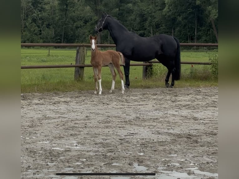 Hannoveraner Hengst Fohlen (05/2026) 172 cm Fuchs in Barwedel