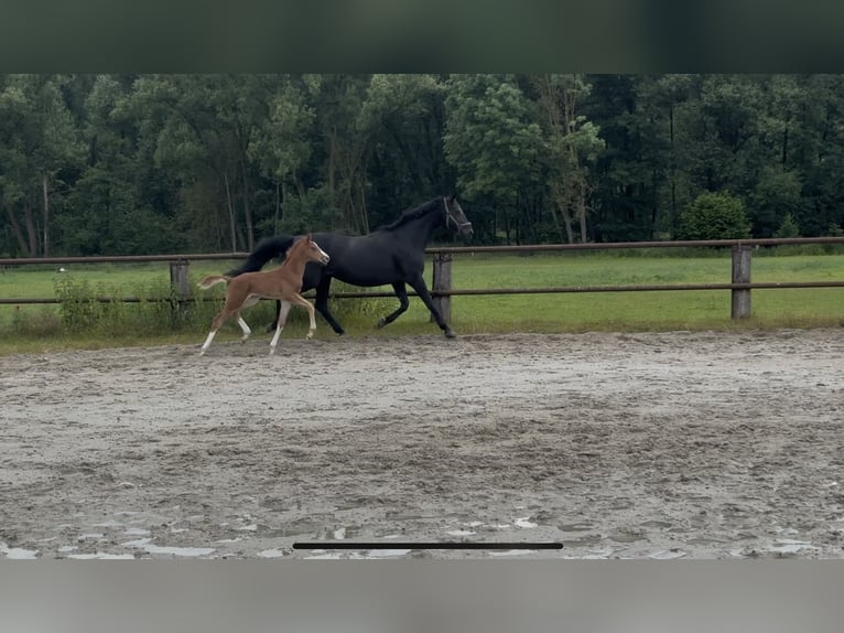 Hannoveraner Hengst Fohlen (05/2026) 172 cm Fuchs in Barwedel