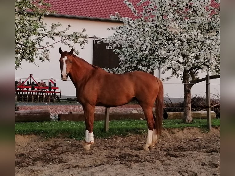 Hannoveraner Hengst  172 cm Fuchs in Wolsdorf