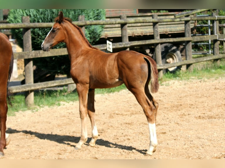 Hannoveraner Hengst Fohlen (05/2025) 172 cm Fuchs in Kutenholz