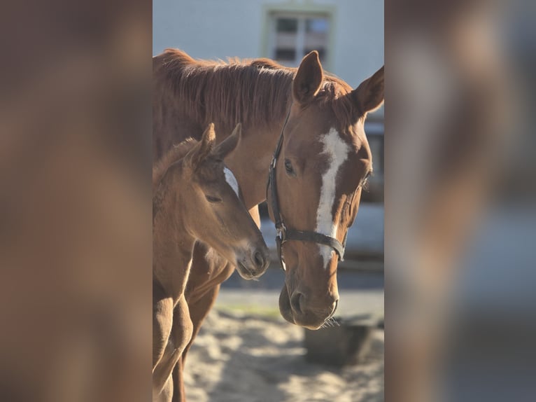 Hannoveraner Hengst Fohlen (05/2026) 172 cm Fuchs in Großörner