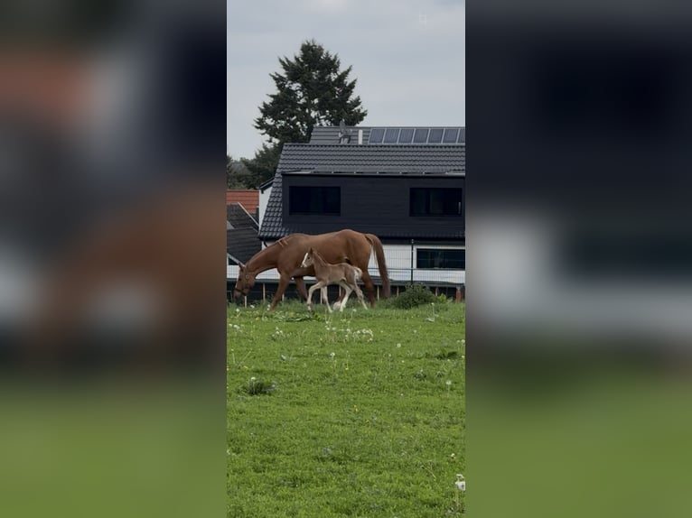 Hannoveraner Hengst Fohlen (04/2026) 172 cm Fuchs in Wachtberg