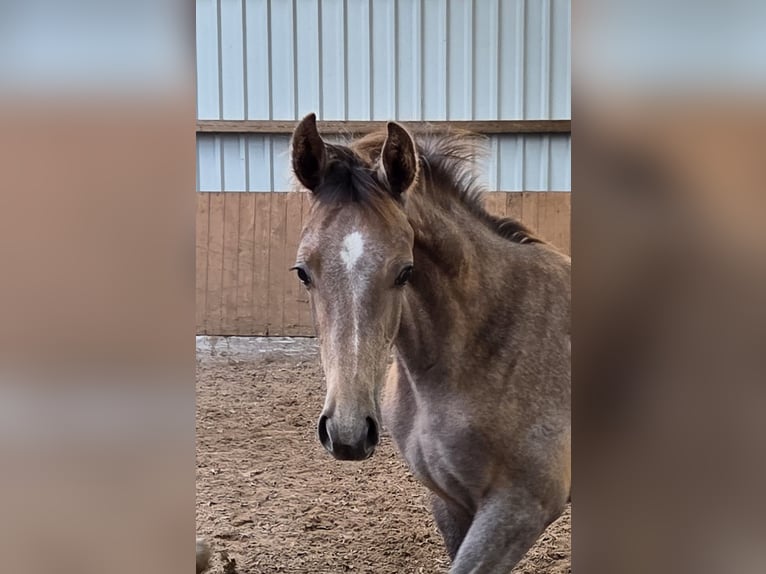 Hannoveraner Hengst Fohlen (05/2025) 172 cm Kann Schimmel werden in Uplengen