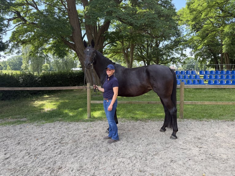 Hannoveraner Hengst Fohlen (04/2026) 172 cm Rappe in Bröckelöckel
