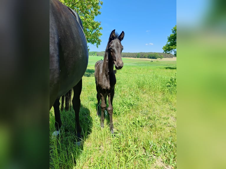 Hannoveraner Hengst Fohlen (04/2024) 172 cm Rappe in Weitendorf