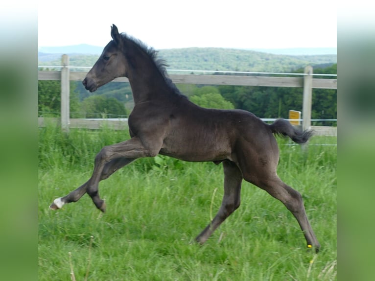 Hannoveraner Hengst Fohlen (04/2024) 172 cm Rappe in Greifenstein