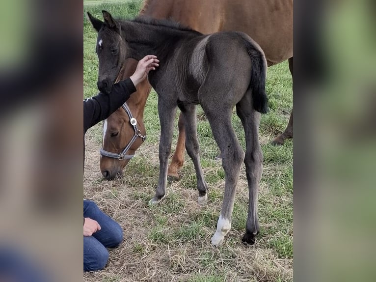 Hannoveraner Hengst  172 cm Rappe in Wittingen/Kakerbeck