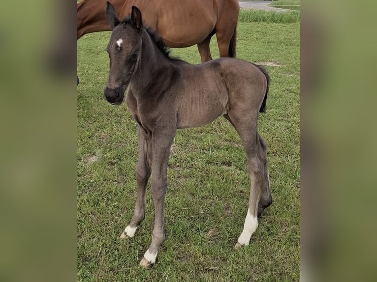 Hannoveraner Hengst  172 cm Rappe in Wittingen/Kakerbeck