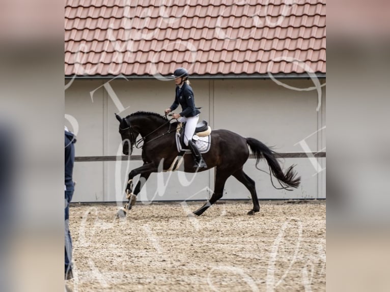 Hannoveraner Hengst  172 cm Rappe in Wittingen/Kakerbeck