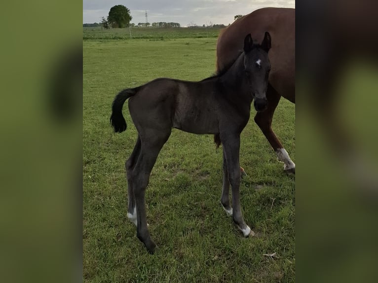 Hannoveraner Hengst  172 cm Rappe in Wittingen/Kakerbeck