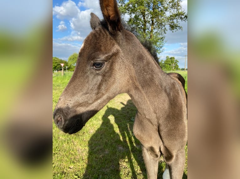 Hannoveraner Hengst  172 cm Rappe in Wittingen/Kakerbeck