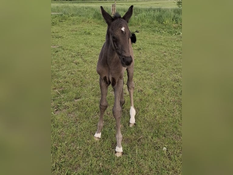 Hannoveraner Hengst  172 cm Rappe in Wittingen/Kakerbeck